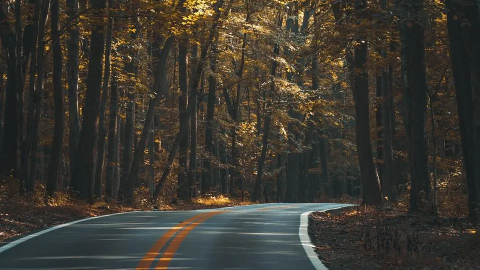 Часть лесных участков исключат из границ Подольского лесничества