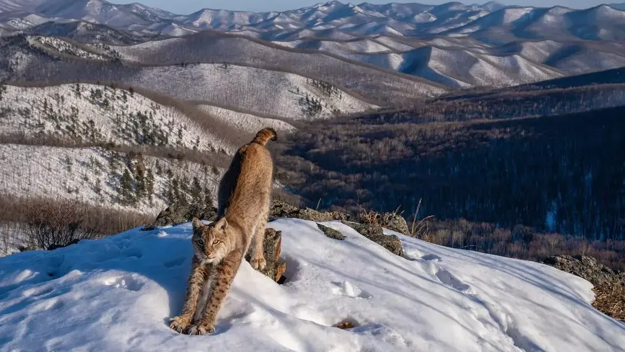 Россиянин победил в престижном конкурсе Wildlife Photographer of the Year