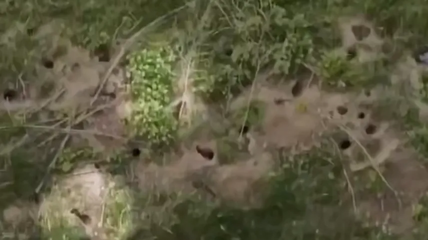 «Крысиное королевство» обнаружили возле ЖК в Подмосковье