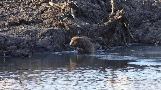 В Подмосковье рассказали, что осталось в подводных кладовых бобров