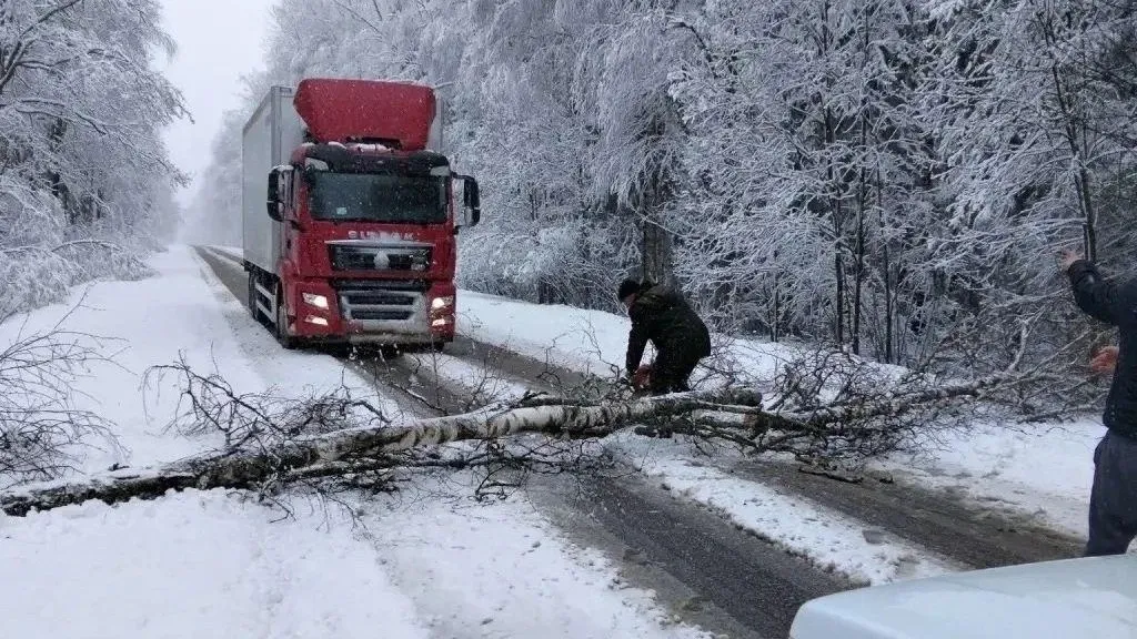 Более 20 сотрудников Талдомского лесничества расчищают завалы на дорогах