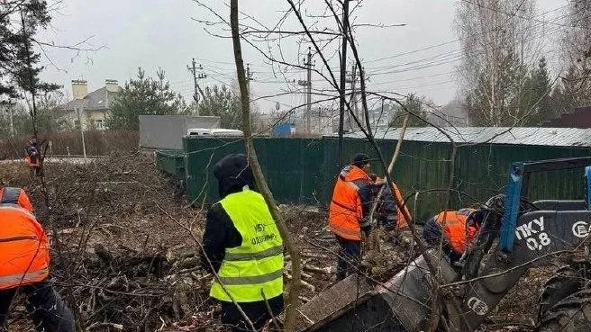 Почти 200 аварийных деревьев во дворах Подмосковья срубили с начала года
