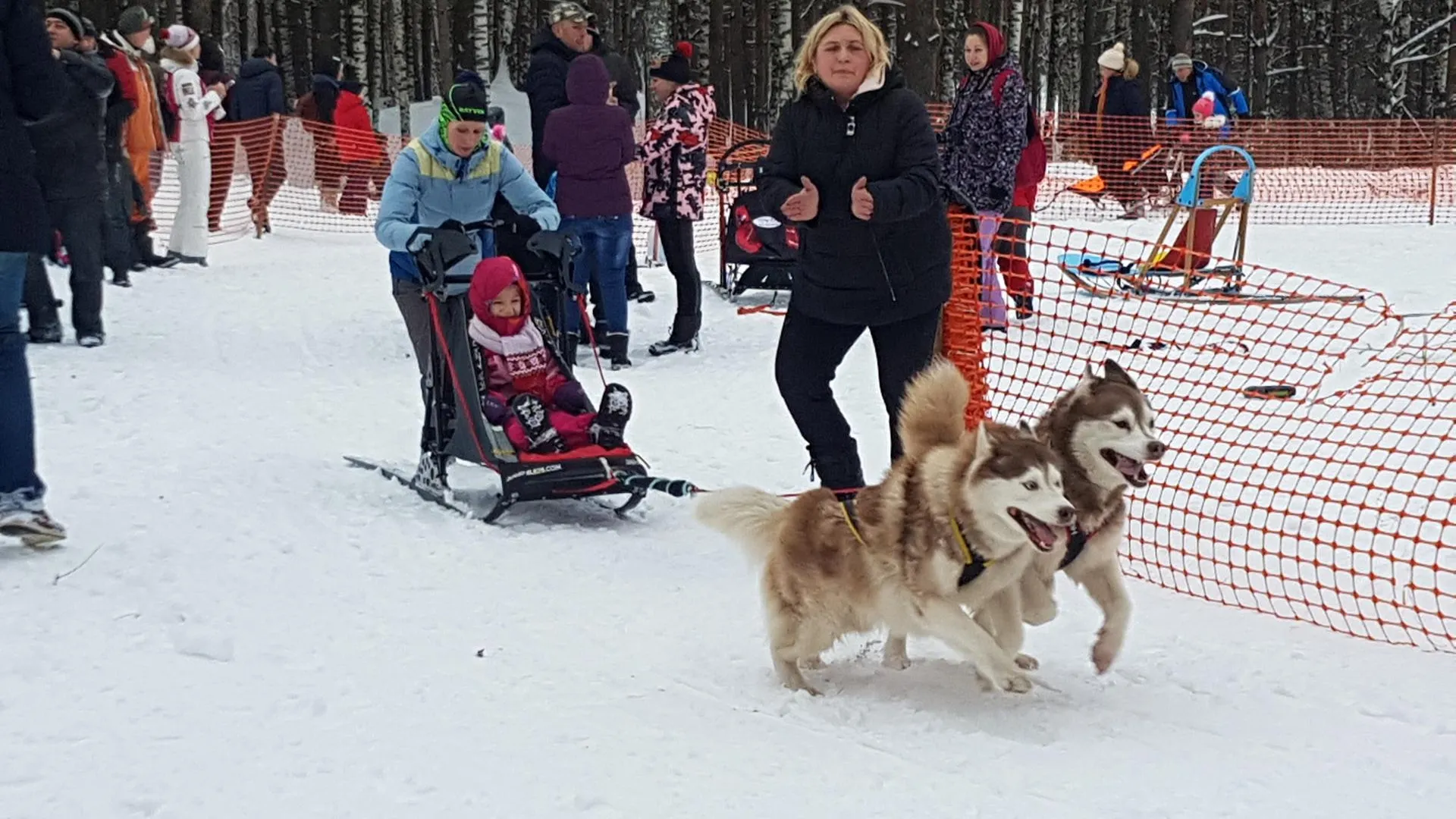 В Красногорске детей покатали на ездовых собаках в рамках праздника
