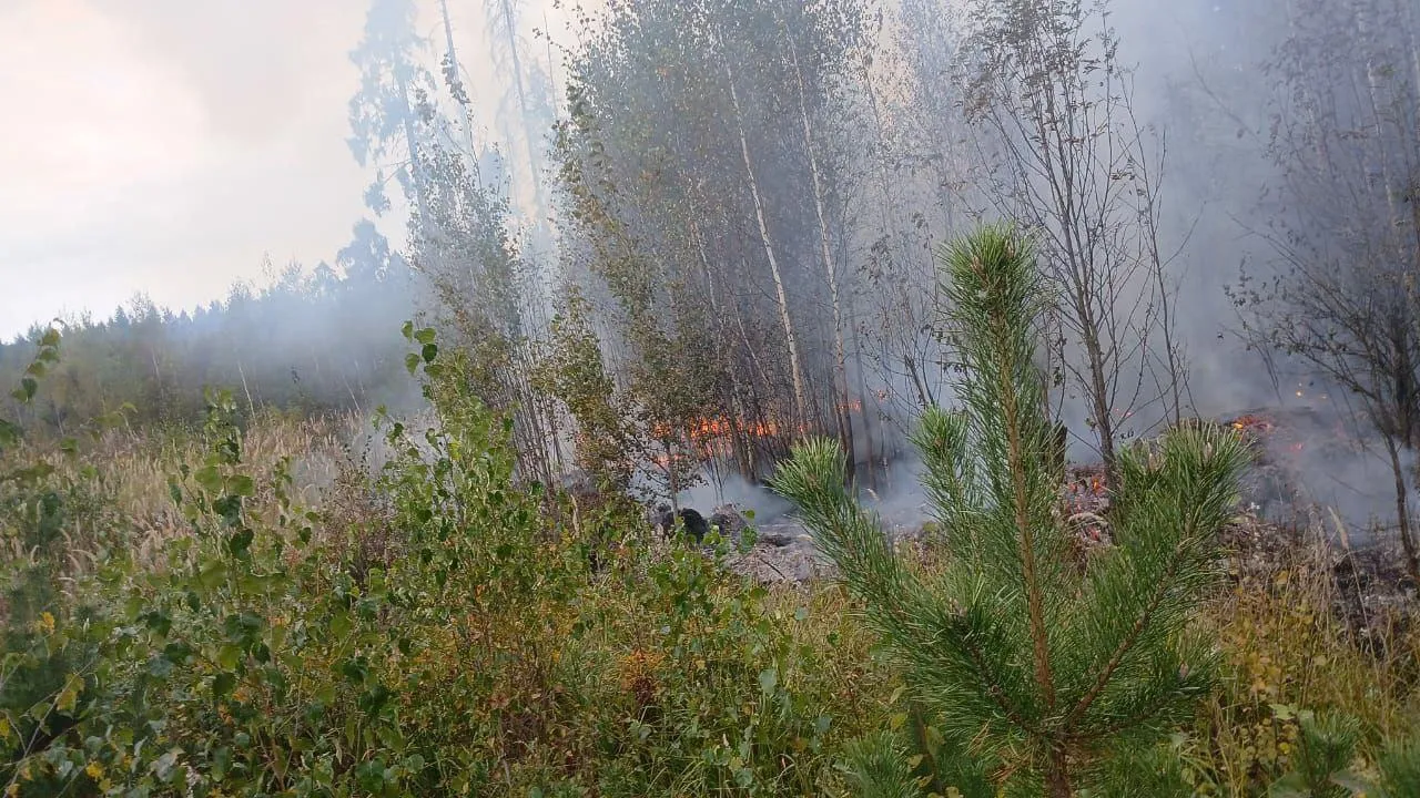 Лесной пожар ликвидировали в Солнечногорске