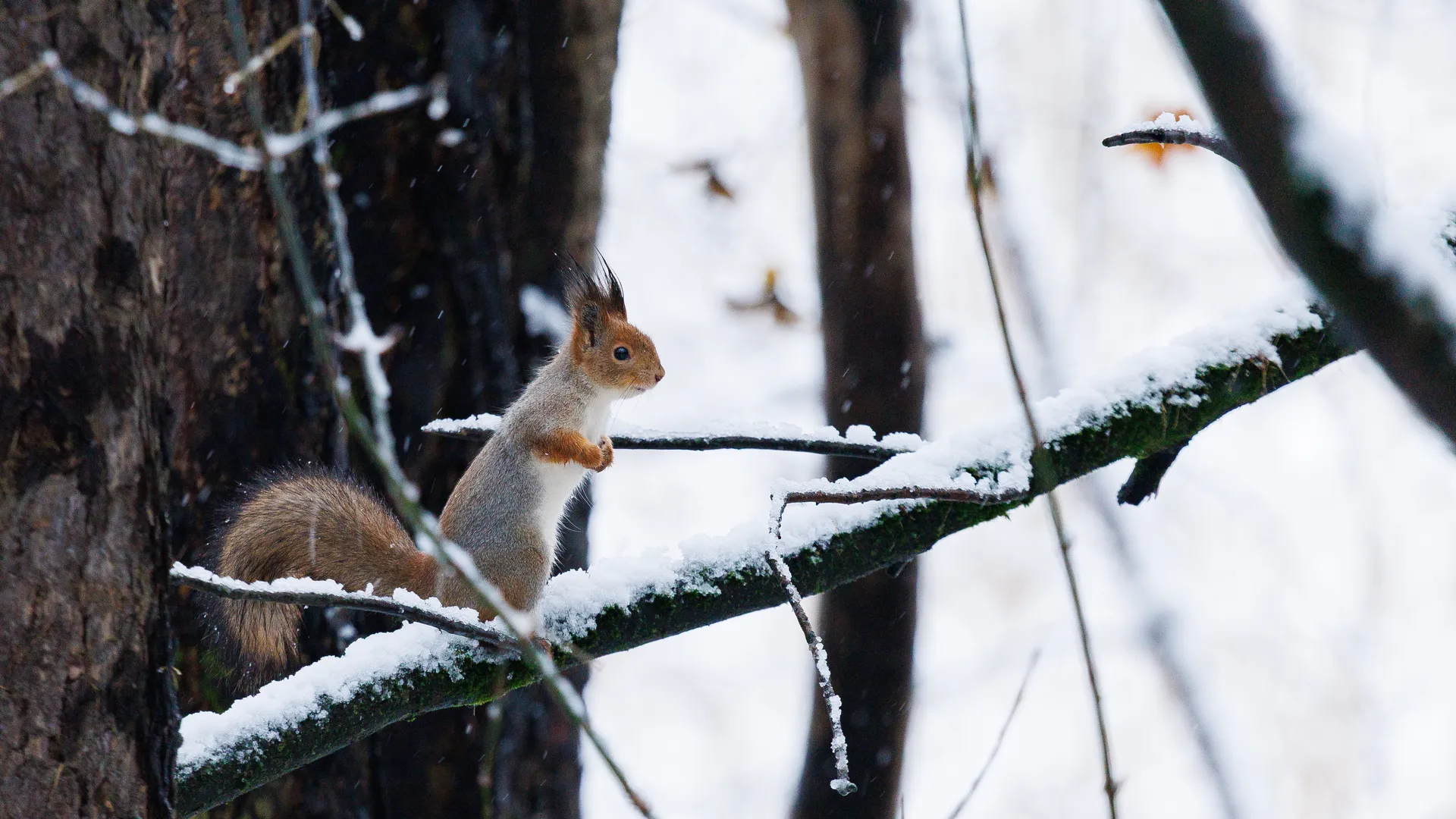 Вильфанд: площадь снега в РФ вырастет до 92% на следующей неделе
