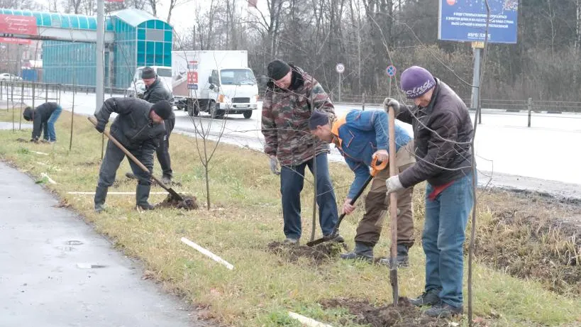 400 лип и 100 кустов бересклета высадили в микрорайоне Красногорска