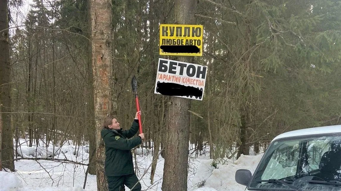 Лесничие освободили деревья от незаконной рекламы в Дмитровском округе