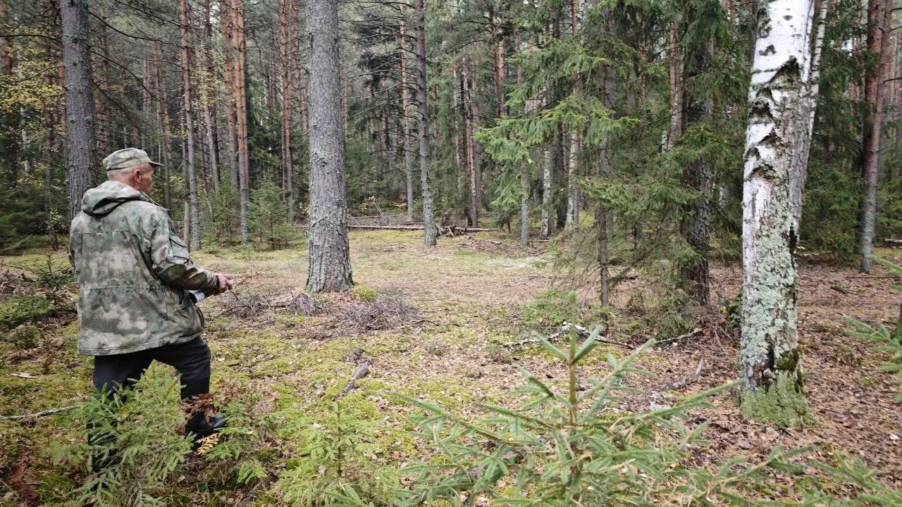 В Орехово-Зуевском округе идут проходные рубки для оздоровления леса