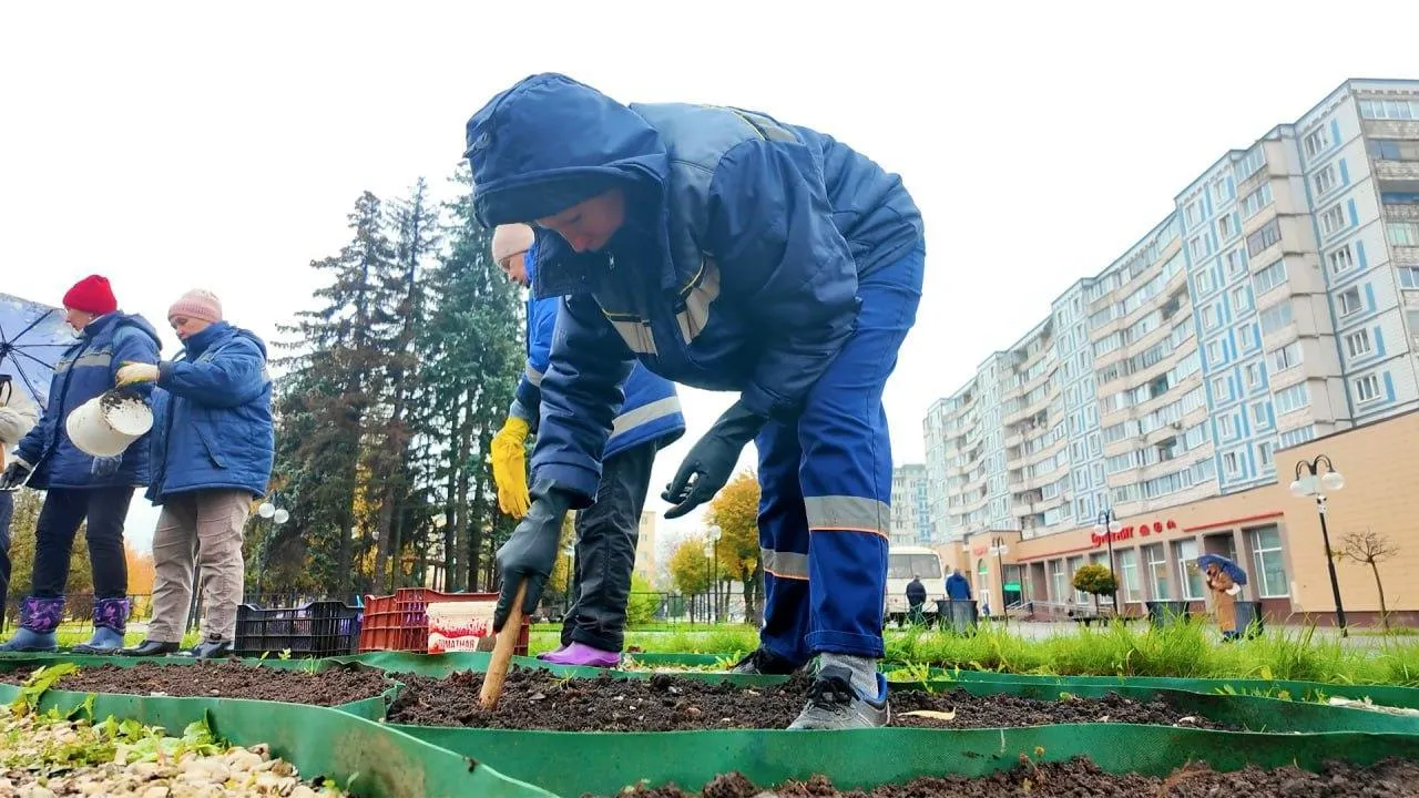 Более 8 тыс сортовых тюльпанов украсят клумбы Клина в следующем году