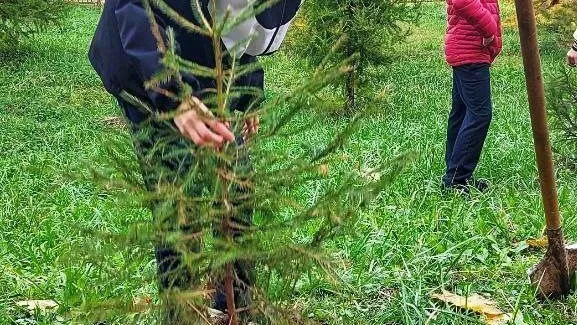 Еловую аллею заложили в Дмитровском округе