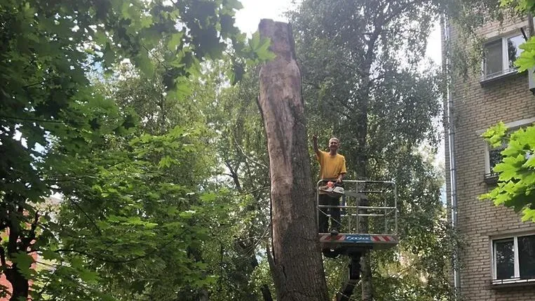 В Подольске УК кронировала деревья для увеличения света в квартирах