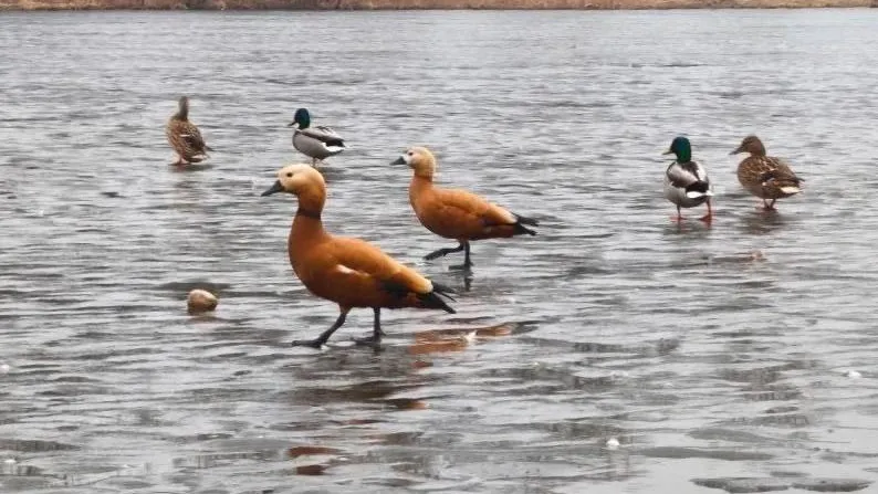В парках Балашихи пройдут тренировки и забеги на неделе
