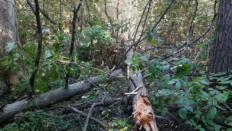 Экоинспекторы потребовали убрать свалки с территории «Парк в деревне Полтево» в Балашихе