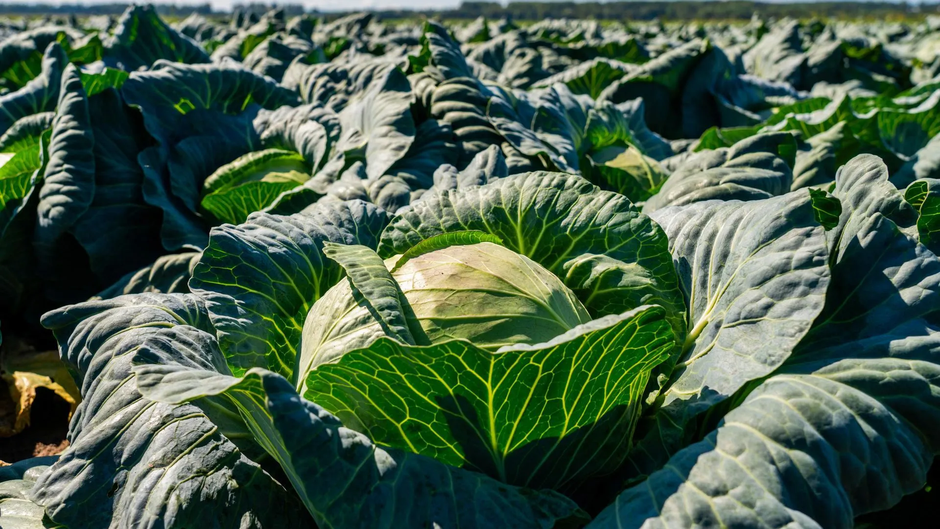 В Подмосковье в октябре увеличился спрос на свежую капусту