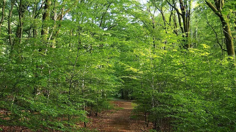 Более 7,8 тыс нарушений лесного законодательства выявили в Подмосковье с начала года