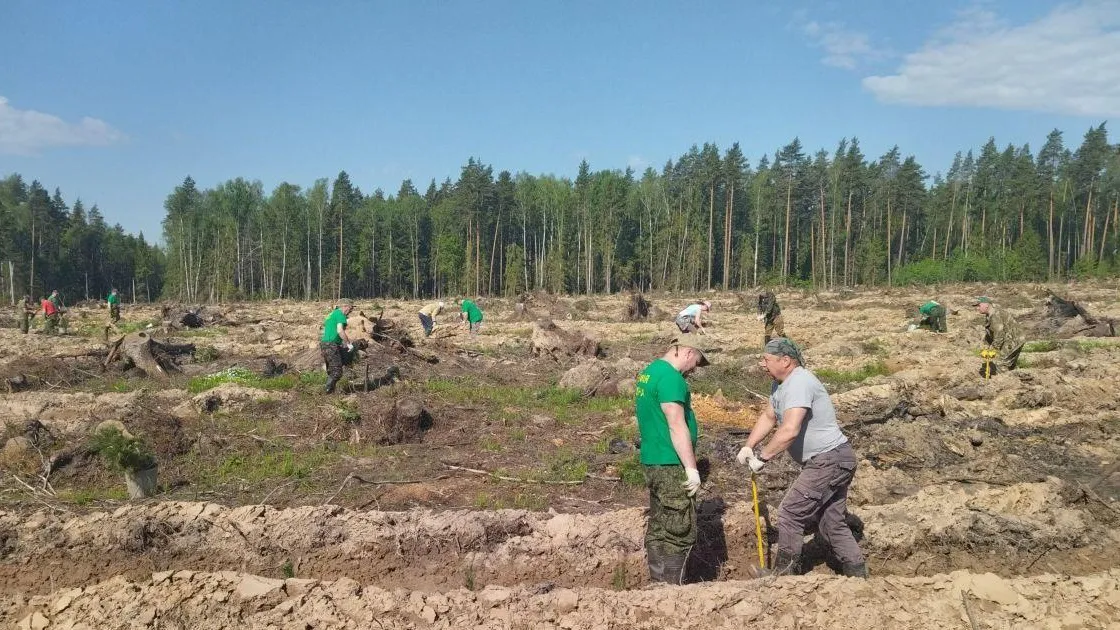 В Подмосковных лесничествах подвели итоги весеннего лесокультурного сезона