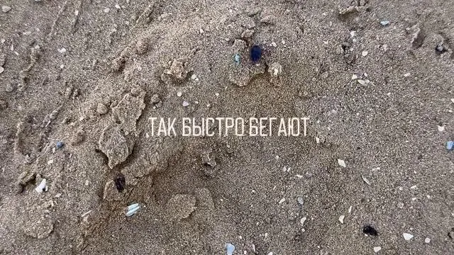 «Видит цель, не видит препятствий»: огромный клещ попытался атаковать россиянина