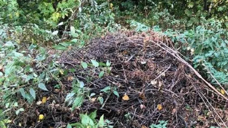 В парке села Новый Милет округа Балашиха нарушен режим особой охраны