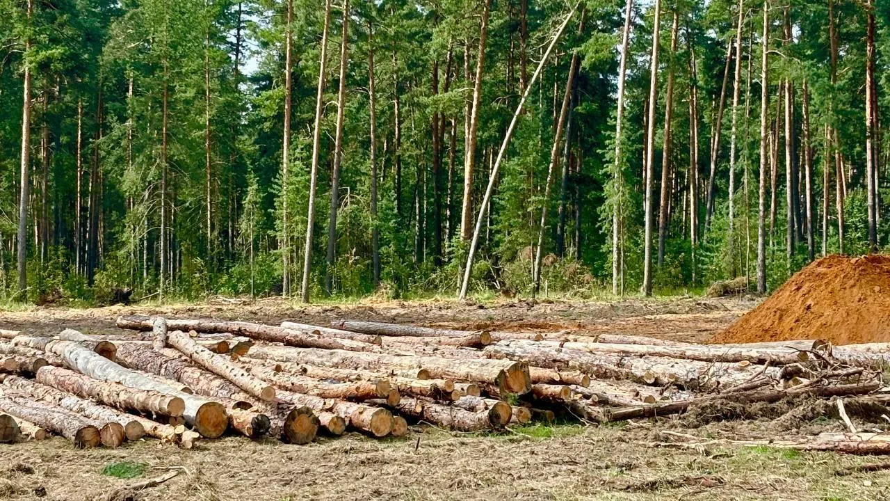В Воскресенске завершается санитарная рубка деревьев