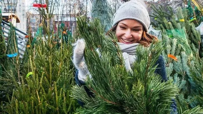 На елочных базарах Подмосковья продали свыше 16 тыс хвойных деревьев за сезон