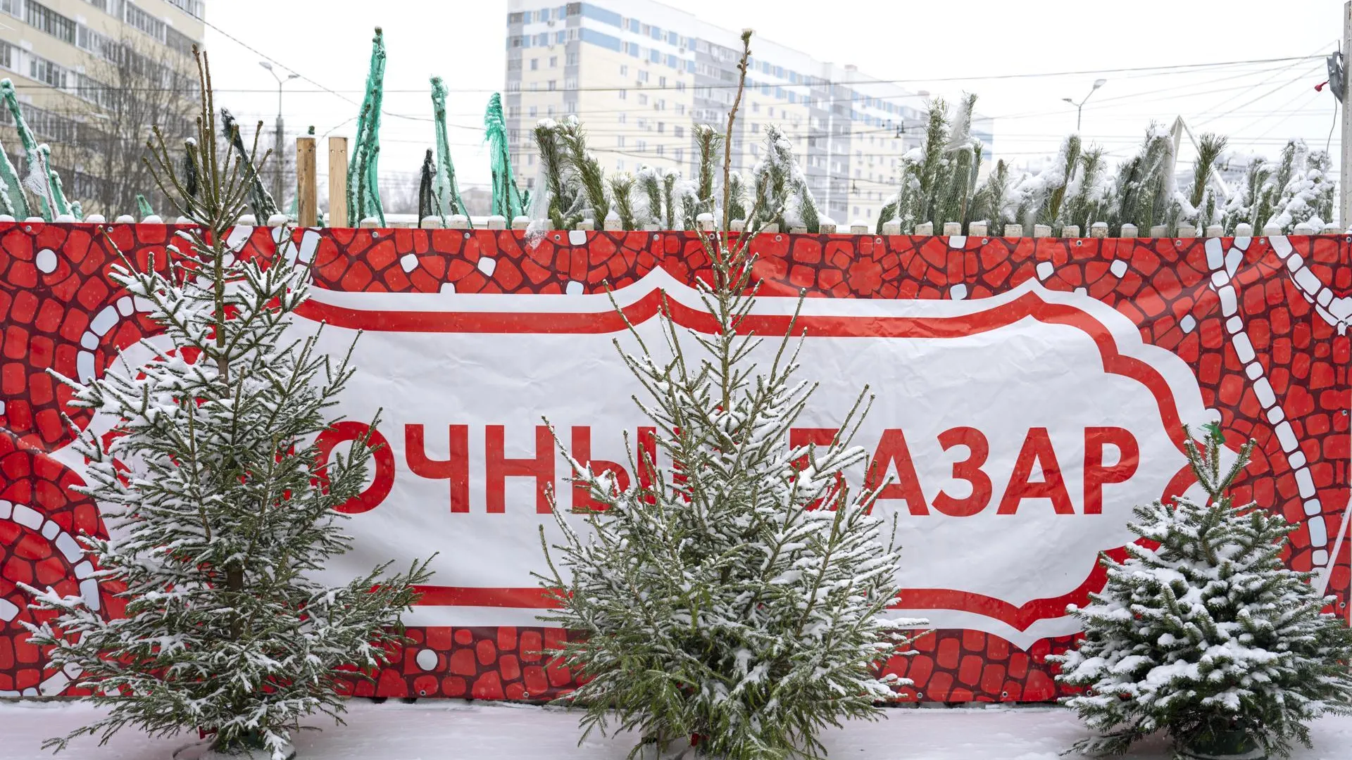 На территории Ленинского округа откроются 24 елочных базара