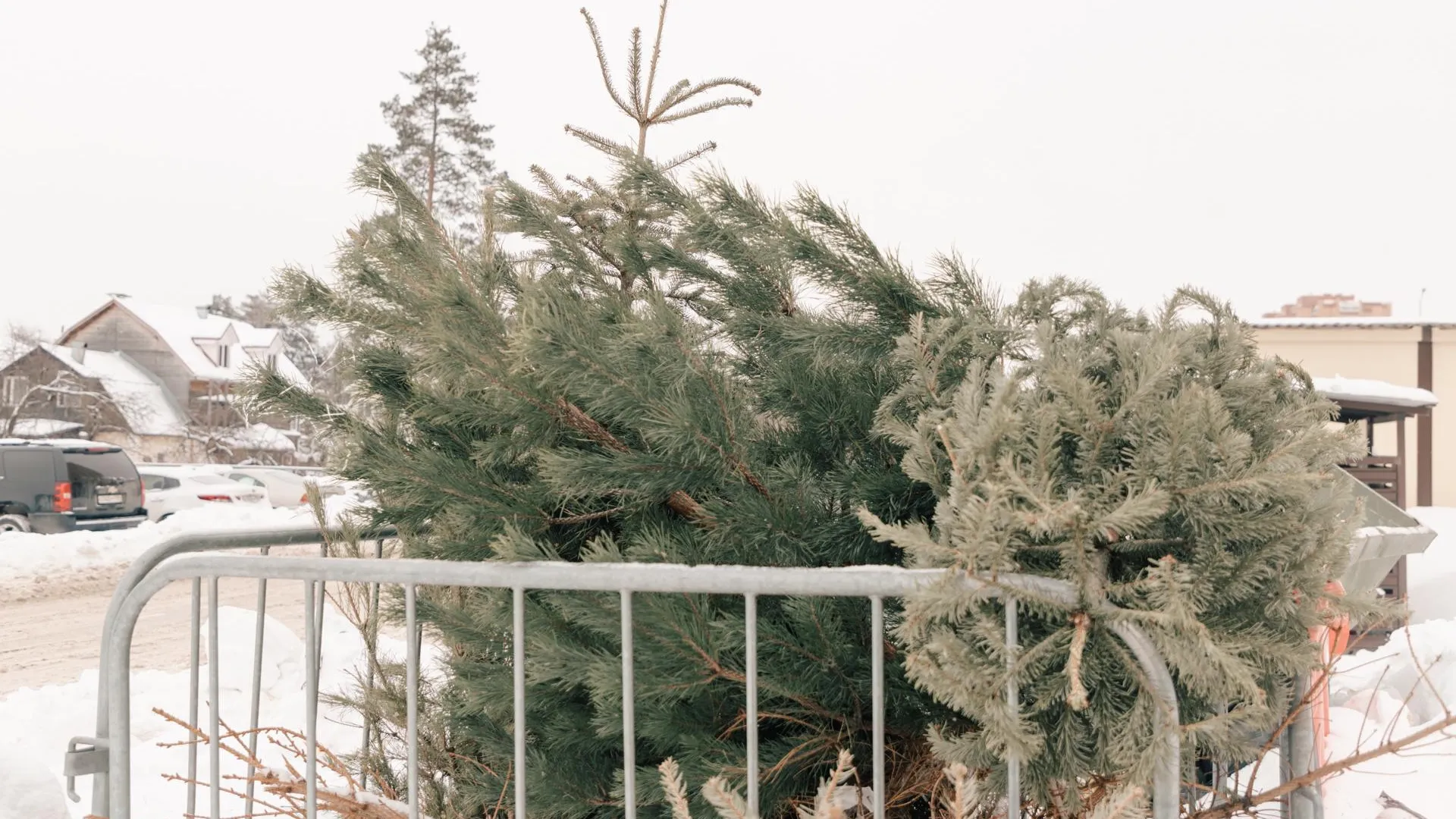 В Домодедово завершили акцию по переработке новогодних елей