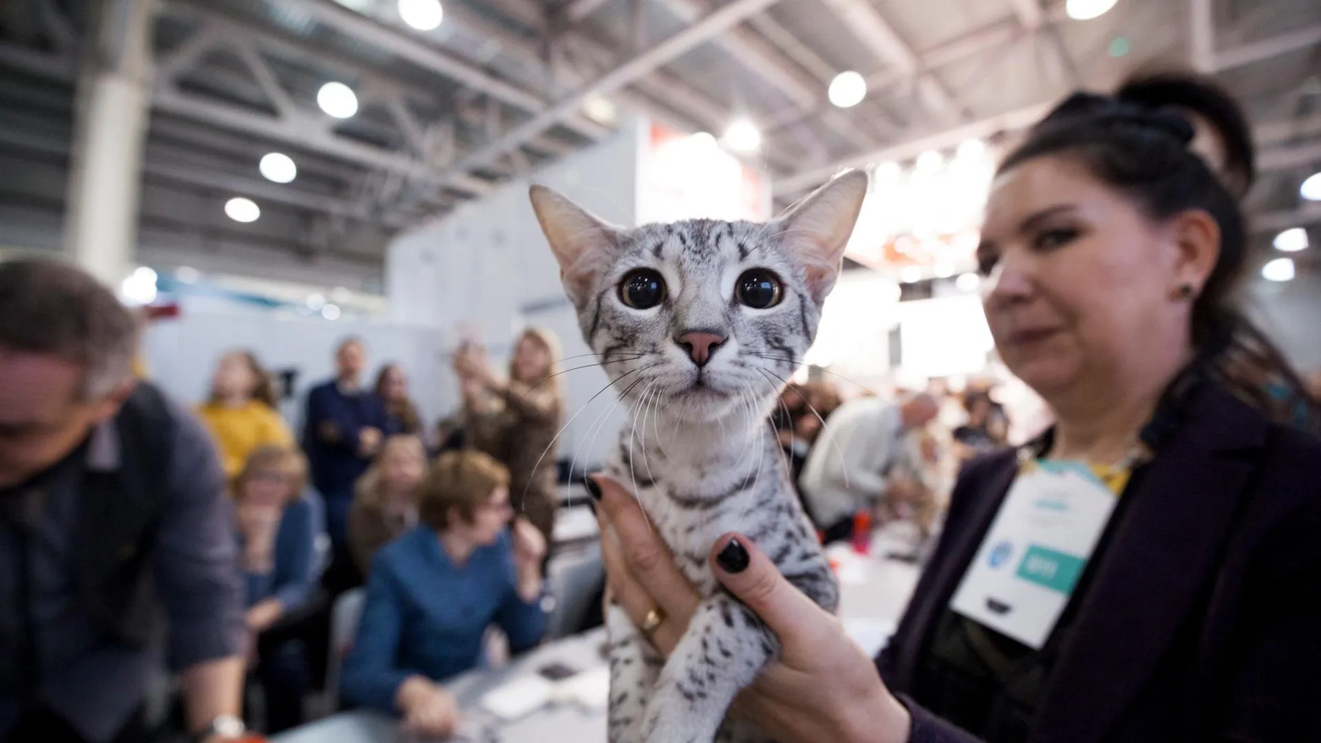 В Красногорске пройдет ежегодная международная выставка кошек «Winter Cat Show»