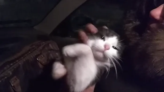 Житель Коломны спас кота, который застрял на колокольне