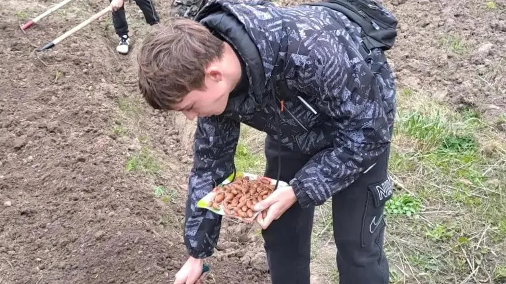 Школьники Клина посеяли дубы и сибирские сосны для озеленения округа
