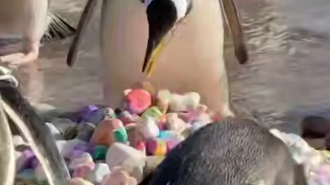 В Эдинбургском зоопарке пингвины подарили своим самкам цветные камешки