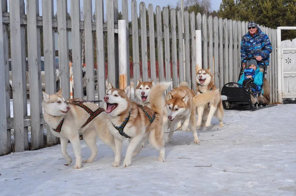Страница «Питомник сибирских хаски Husky Evolution» во «ВКонтакте»