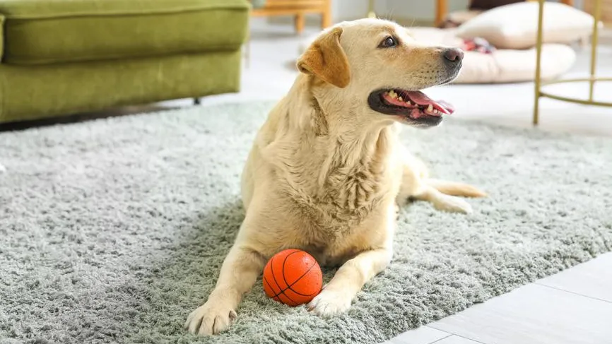 Сезонная хандра у собак: названы 5 игр, поднимающих настроение питомцу