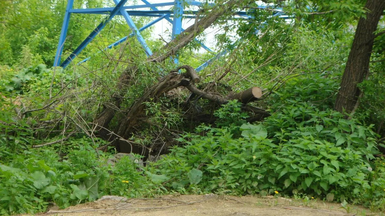 Возле парка «Дубрава» в микрорайоне Климовск Подольска начали вырубать деревья в зоне ЛЭП