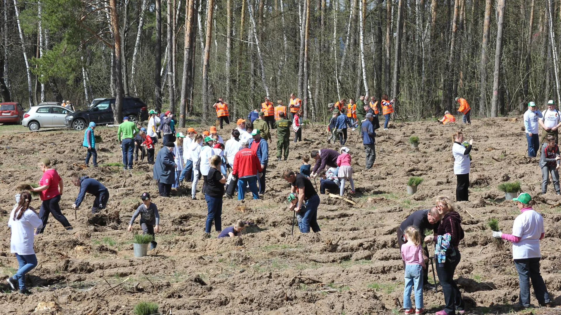 Более 1,2 тыс участков подготовили под акцию «Лес Победы» в Подмосковье