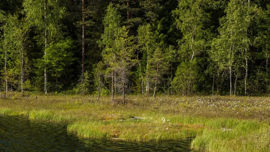Правительство вернуло льготные условия аренды леса приоритетным инвестпроектам