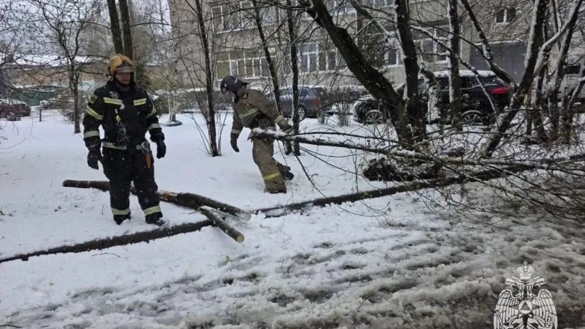 6 человек пострадали в результате падений деревьев в Подмосковье
