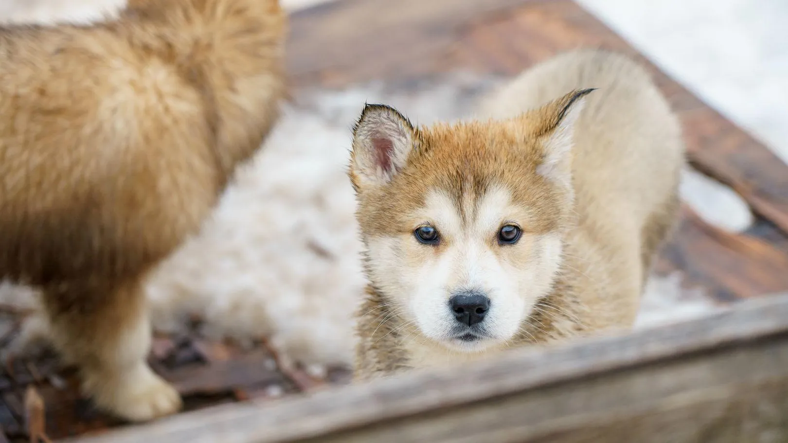 Ветеринары Подмосковья рассказали, как правильно воспитывать щенка