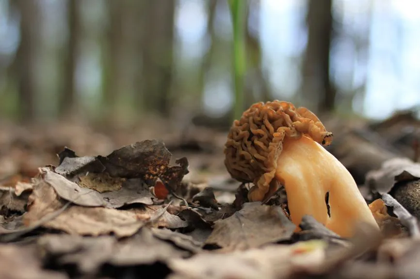 Александр Пахмутов / Фотобанк Лори