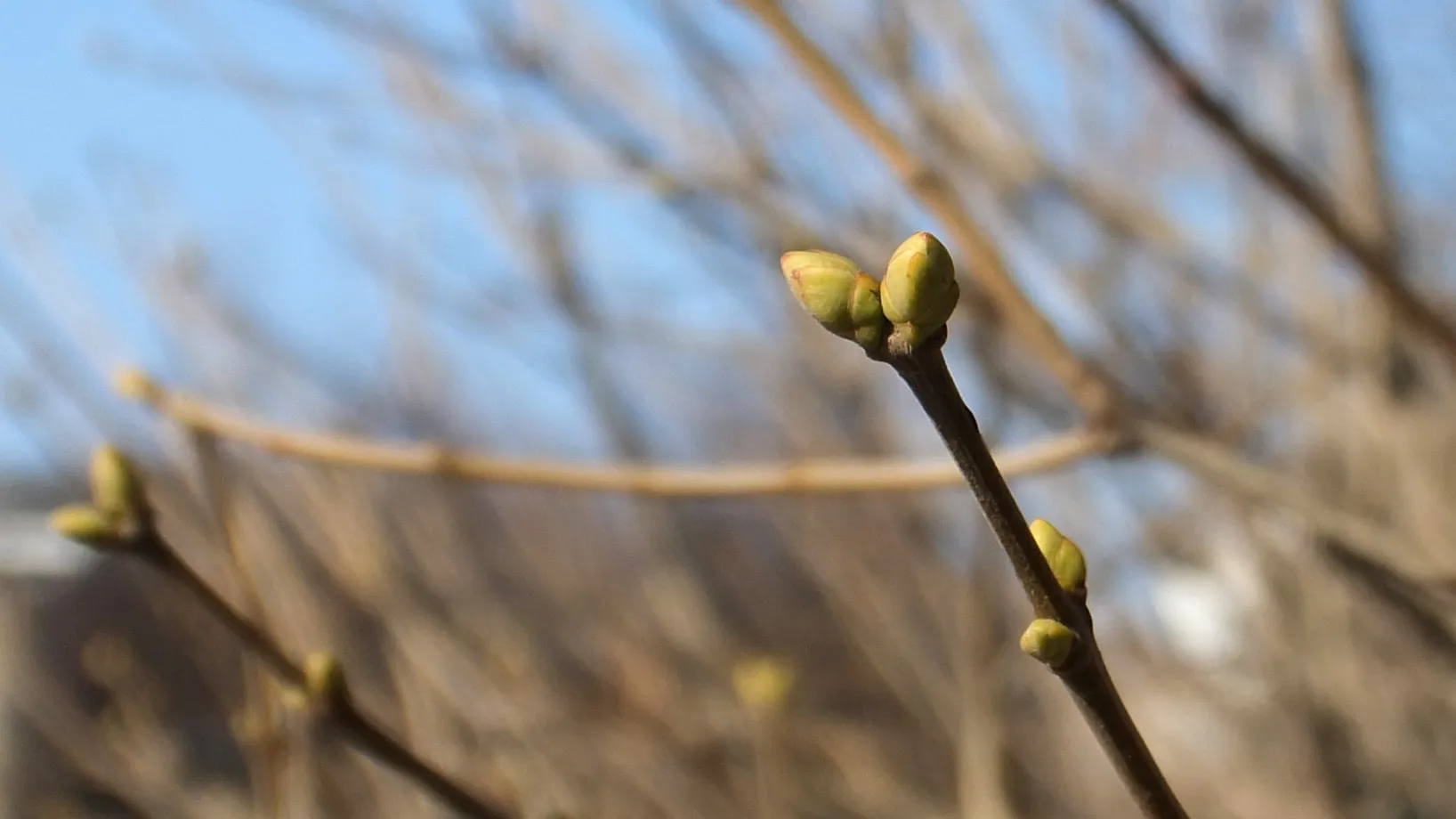 «Перепутали» зиму с весной: почки набухают на деревьях из-за теплой погоды