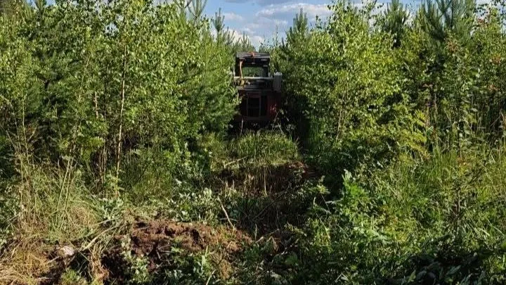 В Орехово-Зуевском лесничестве проводятся рубки ухода в молодняках