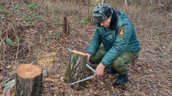 На территории Шатурского лесничества выявили незаконную рубку