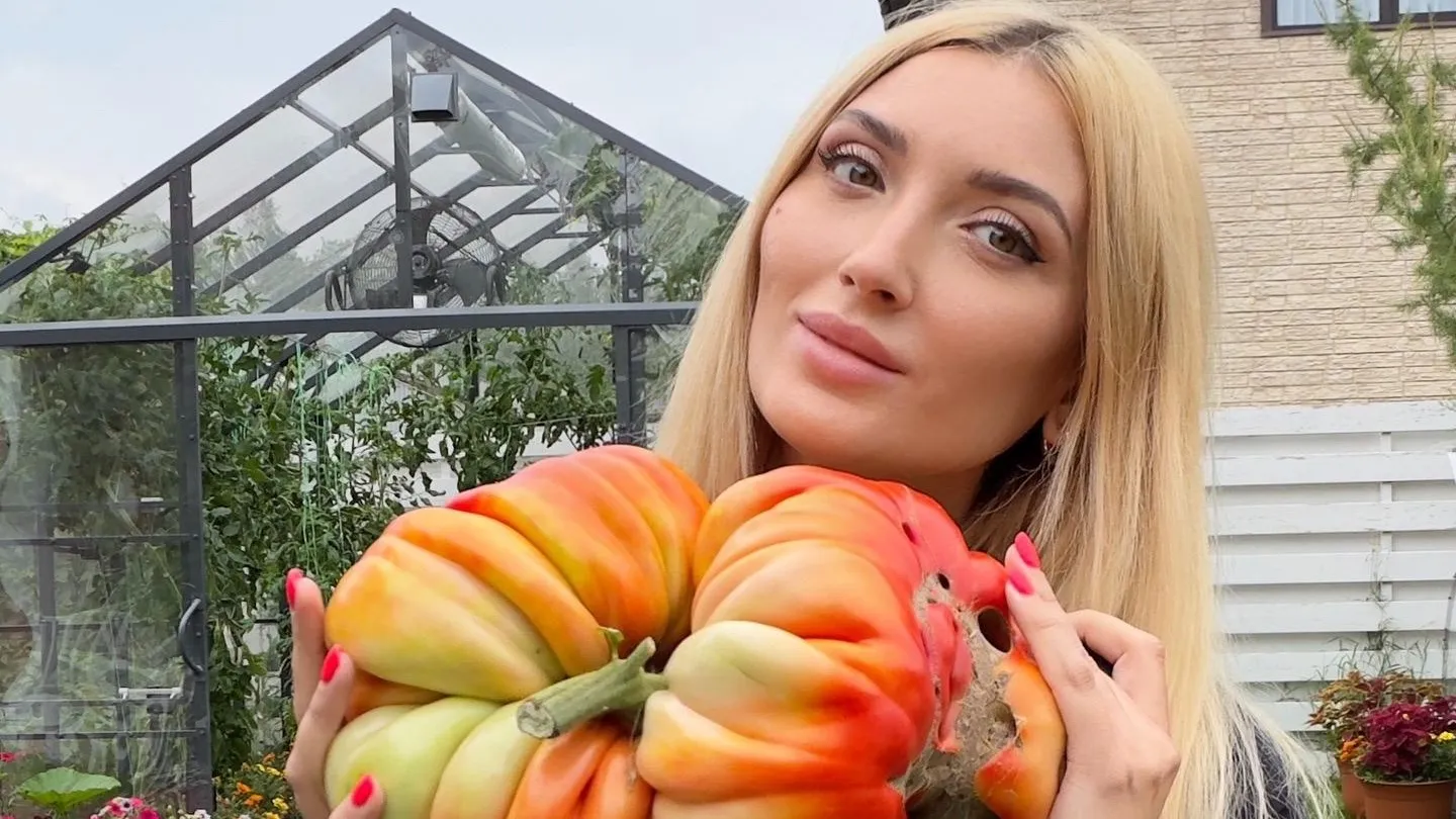 Россиянка вырастила гигантский помидор и попала в книгу рекордов