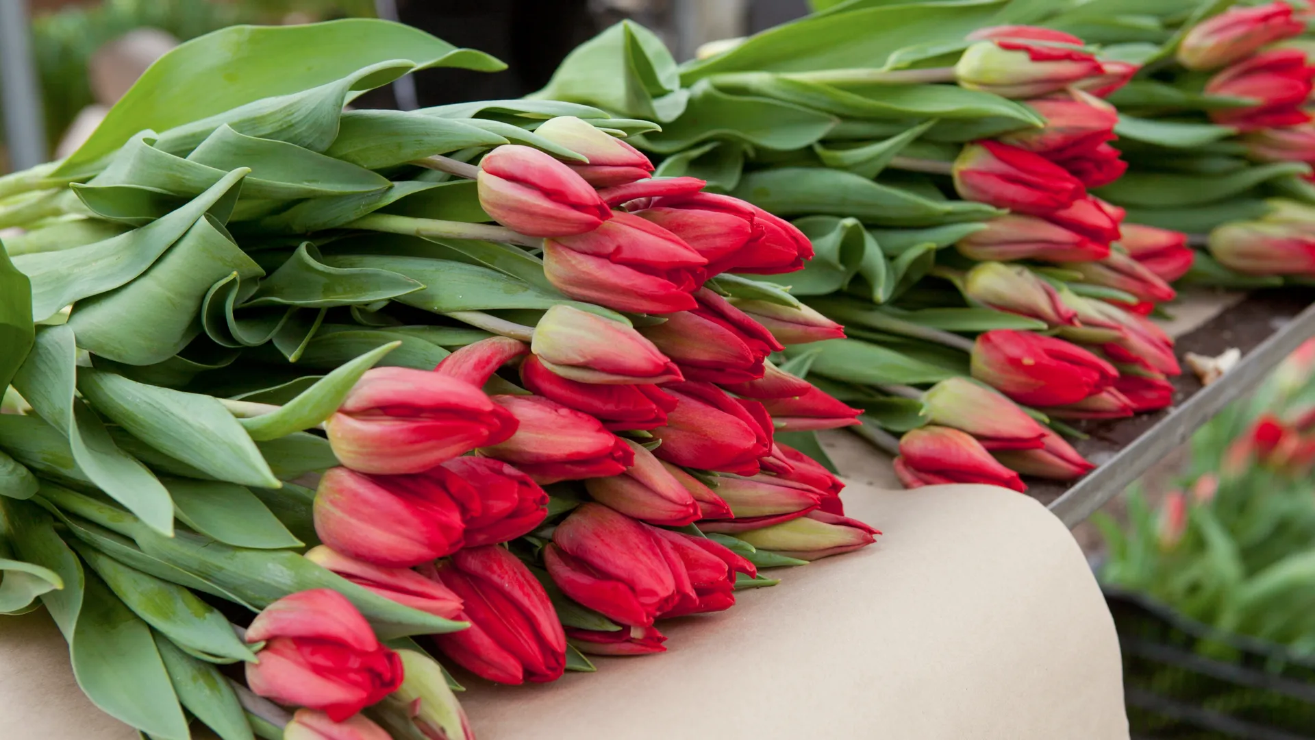 Производитель заявил о дефиците луковиц тюльпанов в России