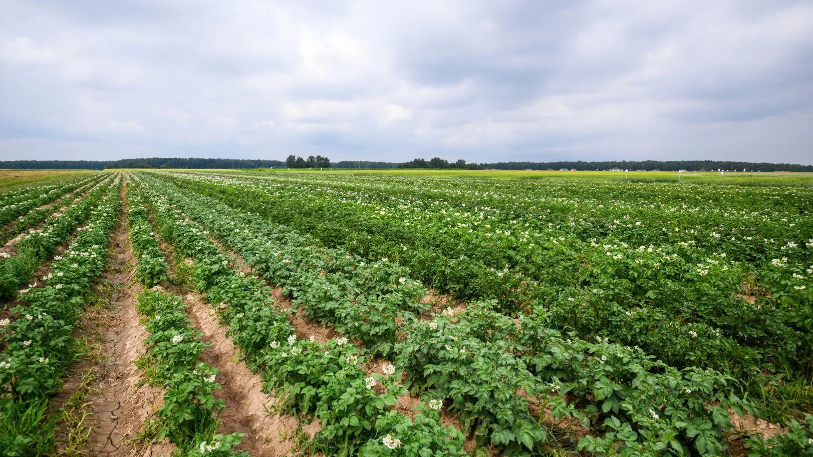 В Подмосковье фермерам передали почти 800 га земли в марте