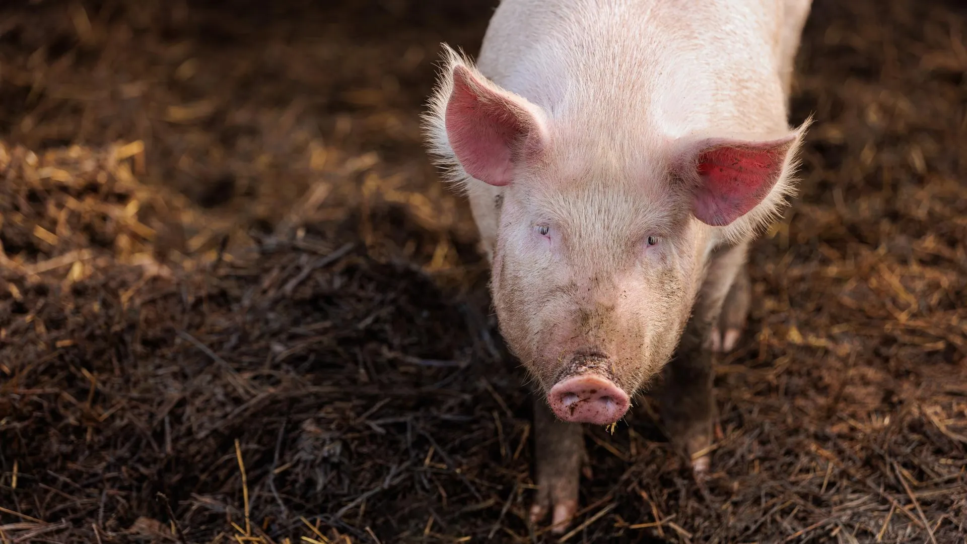 Свыше 26 тыс исследований вирусных болезней свиней проведено в Подмосковье