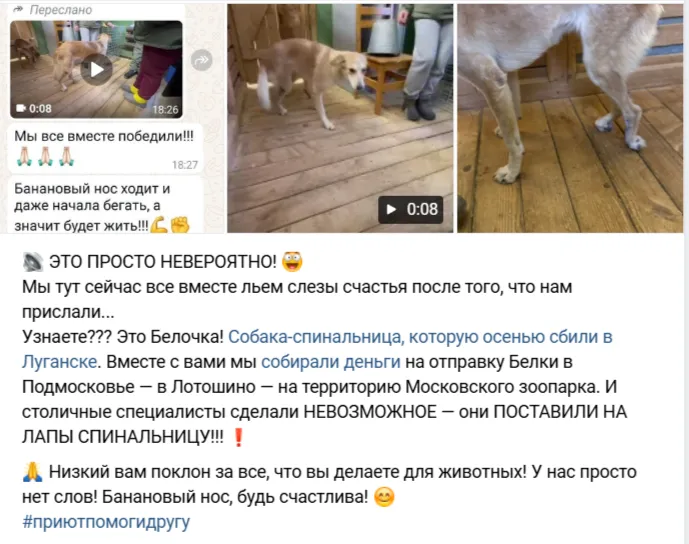 Приют «Помоги другу»