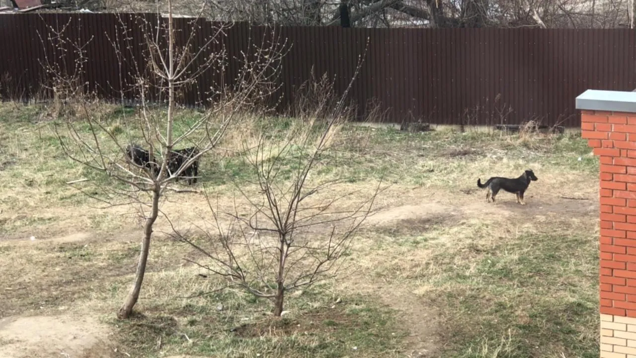 Рабочие отловили двух бездомных собак в микрорайоне Подольска