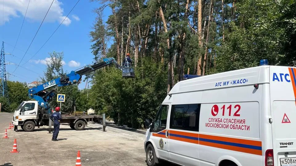 Более 100 аварийных деревьев спилили в Жуковском за две недели