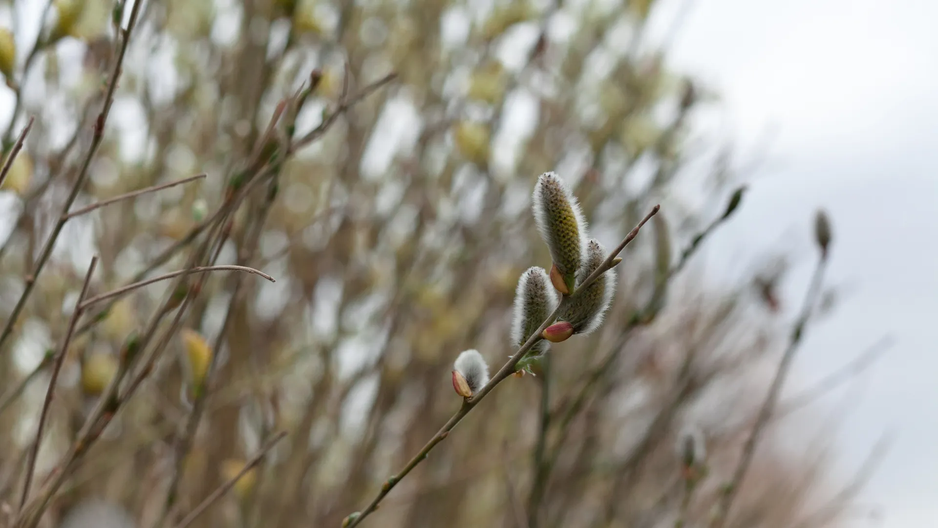 Стало известно, ждать ли скорого прихода весны и палящего зноя летом 2026 года