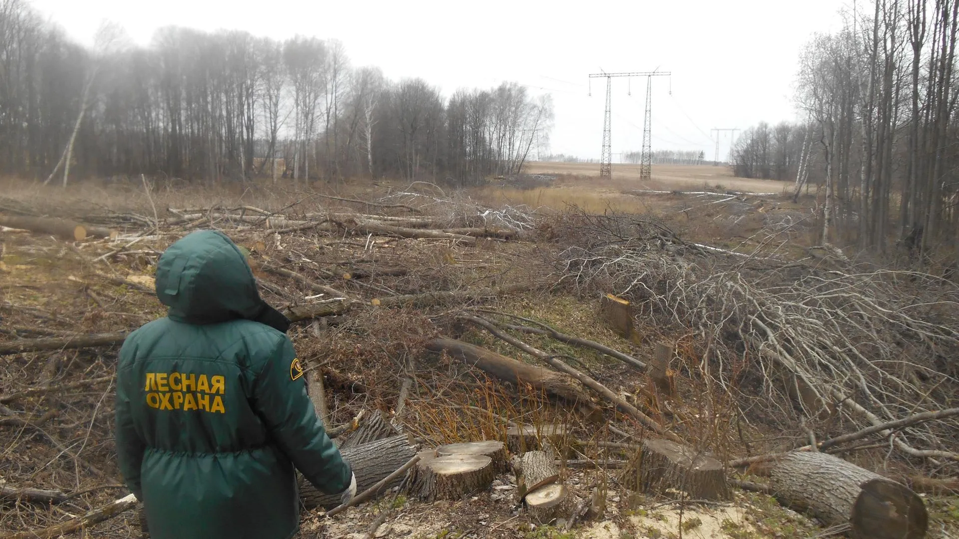 Более 60 нарушений лесного законодательства выявили в Подмосковье за прошедшую неделю
